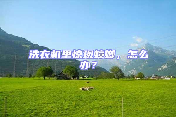 洗衣機里驚現(xiàn)蟑螂,怎么辦?