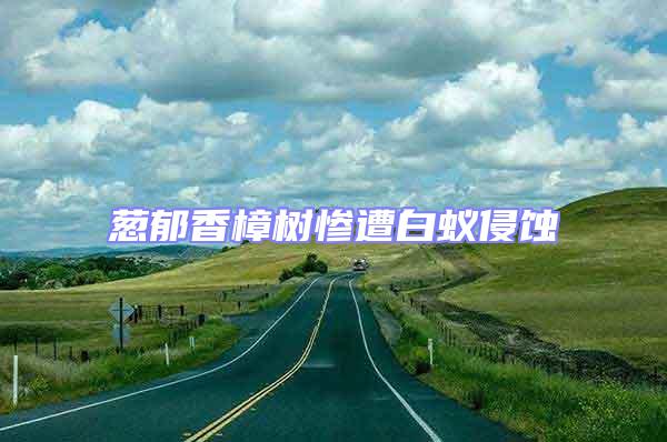 蔥郁香樟樹(shù)慘遭白蟻侵蝕