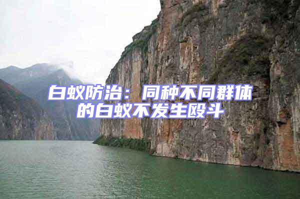白蟻防治:同種不同群體的白蟻不發生毆斗