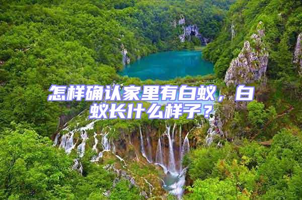 怎樣確認家里有白蟻,白蟻長什么樣子?