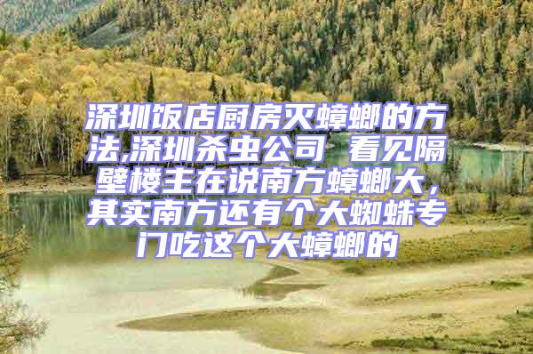 深圳飯店廚房滅蟑螂的方法,深圳殺蟲公司 看見隔壁樓主在說南方蟑螂大,其實南方還有個大蜘蛛專門吃這個大蟑螂的