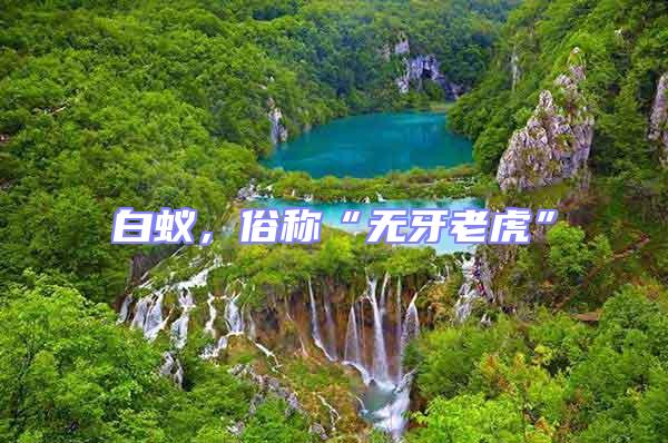 白蟻,俗稱“無牙老虎”