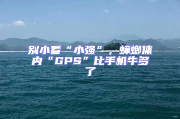 別小看“小強(qiáng)”,蟑螂體內(nèi)“GPS”比手機(jī)牛多了
