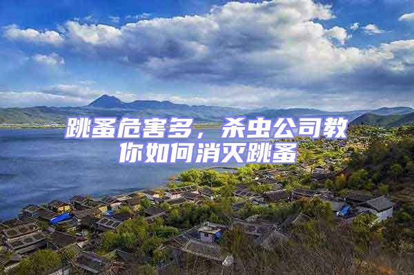 跳蚤危害多，殺蟲公司教你如何消滅跳蚤
