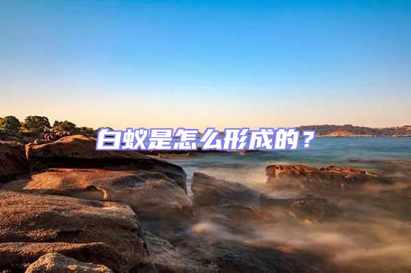 白蟻是怎么形成的?