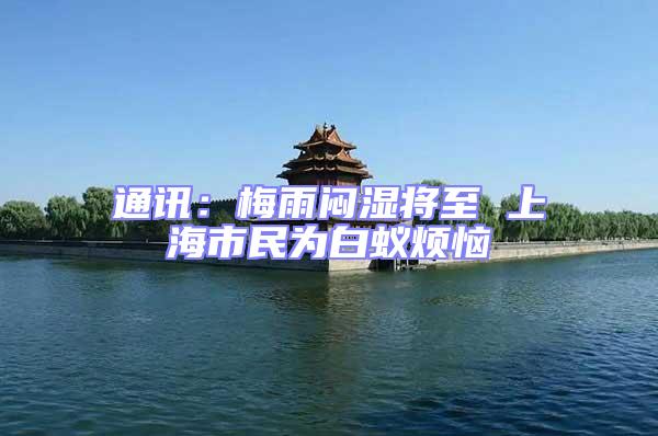 通訊:梅雨悶濕將至 上海市民為白蟻煩惱