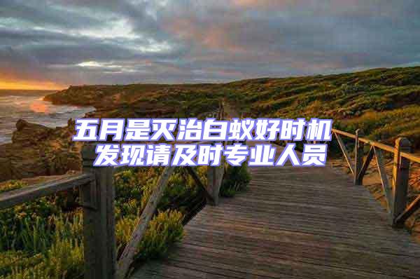 五月是滅治白蟻好時(shí)機(jī) 發(fā)現(xiàn)請(qǐng)及時(shí)專業(yè)人員