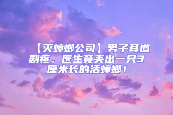 【滅蟑螂公司】男子耳道劇疼,醫生竟夾出一只3厘米長的活蟑螂!