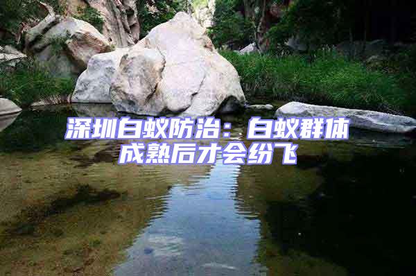 深圳白蟻防治:白蟻群體成熟后才會紛飛