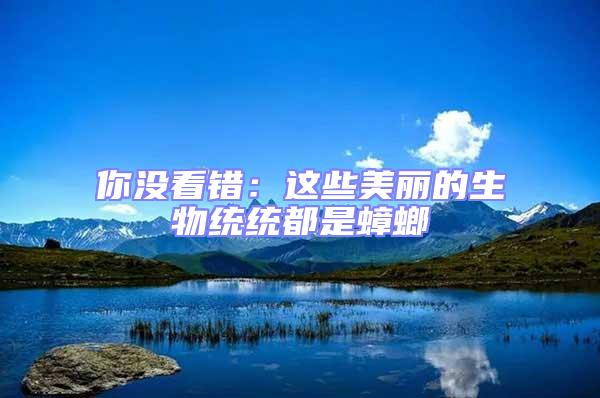 你沒看錯:這些美麗的生物統統都是蟑螂