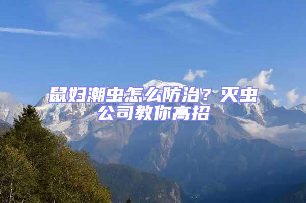 鼠婦潮蟲怎么防治?滅蟲公司教你高招
