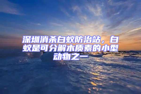 深圳消殺白蟻防治站,白蟻是可分解木質(zhì)素的小型動物之一