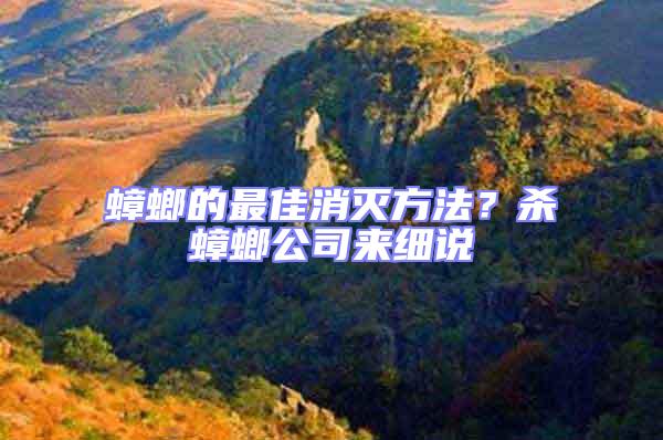 蟑螂的最佳消滅方法?殺蟑螂公司來細說