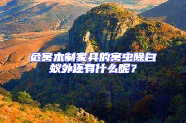 危害木制家具的害蟲除白蟻外還有什么呢?