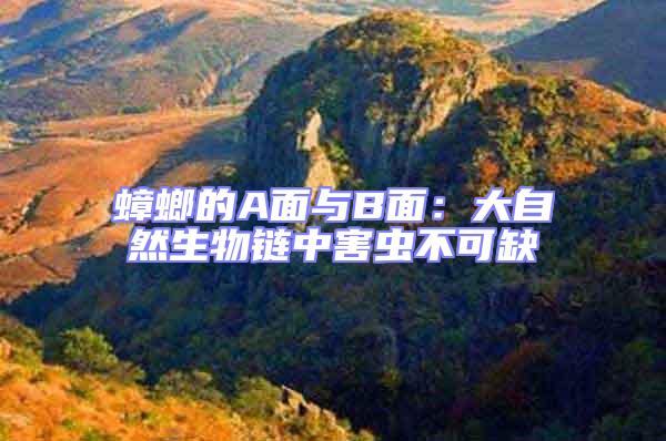 蟑螂的A面與B面:大自然生物鏈中害蟲不可缺