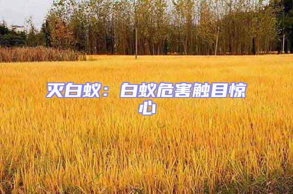 滅白蟻:白蟻危害觸目驚心