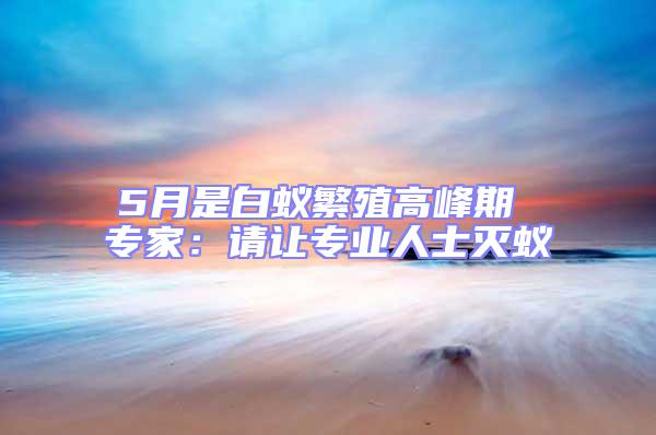 5月是白蟻繁殖高峰期 專家:請讓專業人士滅蟻