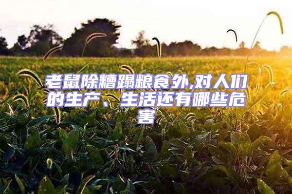 老鼠除糟蹋糧食外,對(duì)人們的生產(chǎn)、生活還有哪些危害
