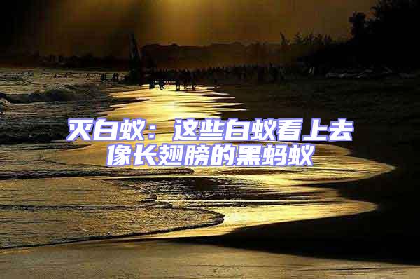 滅白蟻:這些白蟻看上去像長翅膀的黑螞蟻