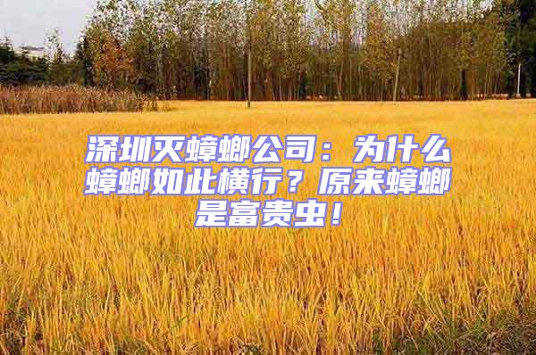 深圳滅蟑螂公司:為什么蟑螂如此橫行?原來蟑螂是富貴蟲!