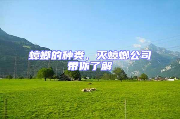 蟑螂的種類,滅蟑螂公司帶你了解