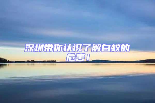 深圳帶你認識了解白蟻的危害!