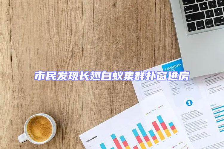 市民發(fā)現長翅白蟻集群撲窗進房