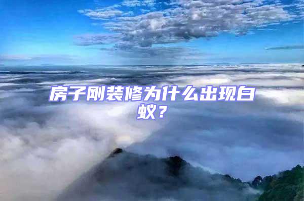 房子剛裝修為什么出現白蟻?