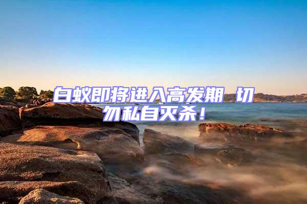 白蟻即將進入高發期 切勿私自滅殺！