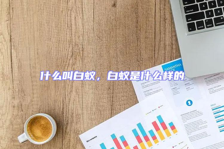 什么叫白蟻,白蟻是什么樣的