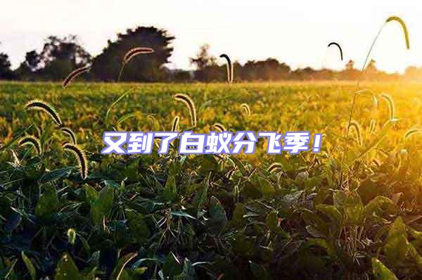 又到了白蟻分飛季！