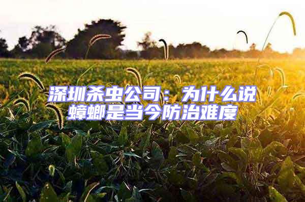 深圳殺蟲公司:為什么說蟑螂是當今防治難度