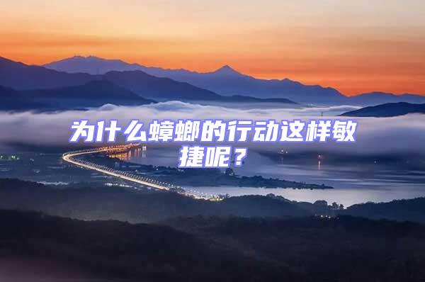 為什么蟑螂的行動這樣敏捷呢?