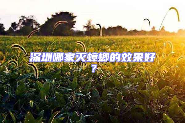 深圳哪家滅蟑螂的效果好?