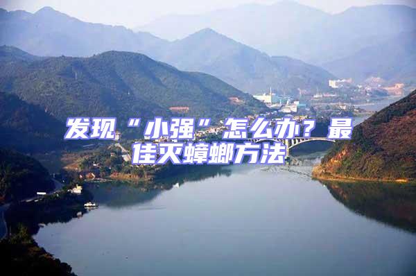 發現“小強”怎么辦?最佳滅蟑螂方法