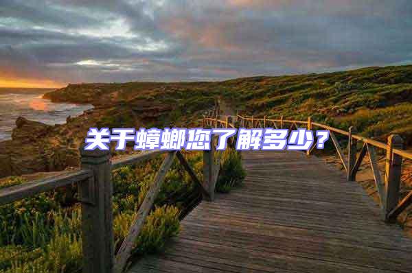 關于蟑螂您了解多少？