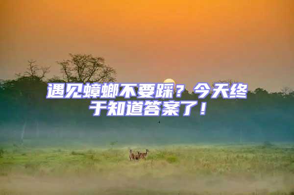 遇見蟑螂不要踩？今天終于知道答案了！