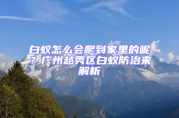 白蟻怎么會爬到家里的呢?廣州越秀區白蟻防治來解析