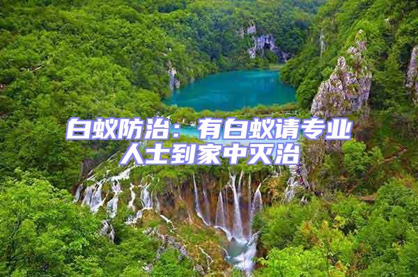 白蟻防治:有白蟻請專業人士到家中滅治