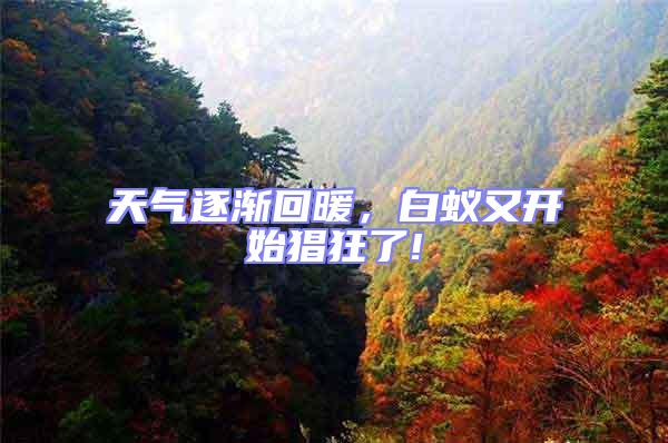 天氣逐漸回暖,白蟻又開始猖狂了!