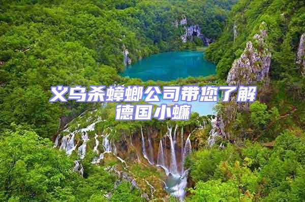 義烏殺蟑螂公司帶您了解德國(guó)小蠊