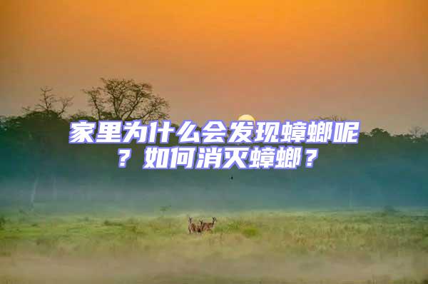 家里為什么會(huì)發(fā)現(xiàn)蟑螂呢?如何消滅蟑螂?