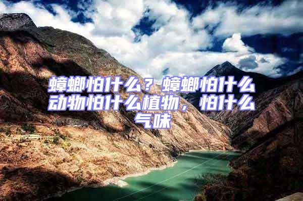蟑螂怕什么?蟑螂怕什么動物怕什么植物,怕什么氣味