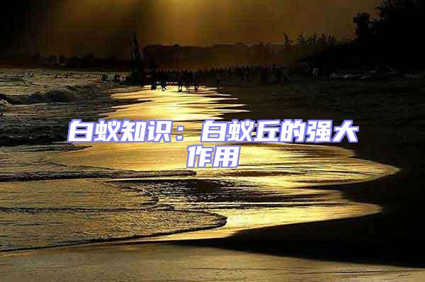 白蟻知識:白蟻丘的強大作用