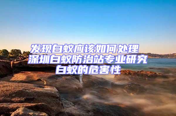 發(fā)現(xiàn)白蟻應該如何處理 深圳白蟻防治站專業(yè)研究白蟻的危害性