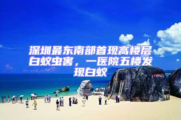 深圳最東南部首現(xiàn)高樓層白蟻蟲害，一醫(yī)院五樓發(fā)現(xiàn)白蟻