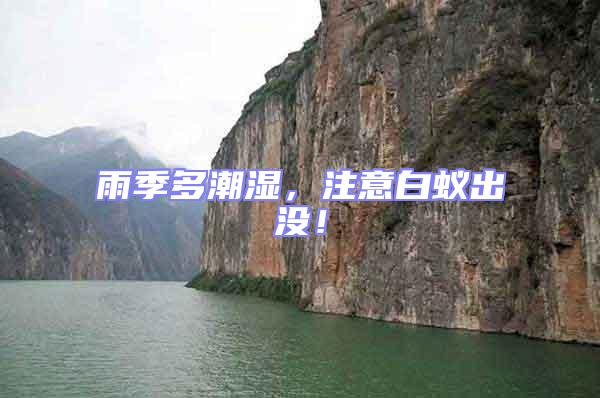 雨季多潮濕,注意白蟻出沒!