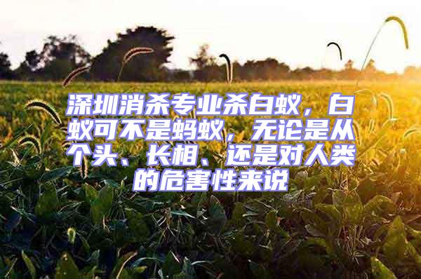 深圳消殺專業(yè)殺白蟻,白蟻可不是螞蟻,無(wú)論是從個(gè)頭、長(zhǎng)相、還是對(duì)人類的危害性來(lái)說(shuō)