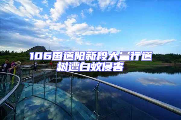 106國(guó)道陽(yáng)新段大量行道樹(shù)遭白蟻侵害