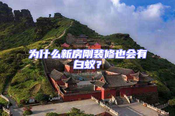 為什么新房剛裝修也會有白蟻?